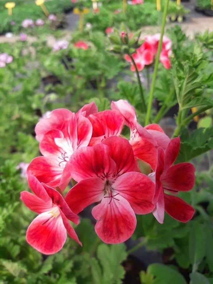Rožnati cvetovi pelargonije